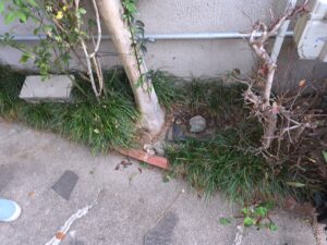 伸びた植木が広がる庭の様子