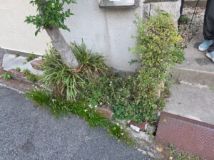植木撤去前の庭木の状況